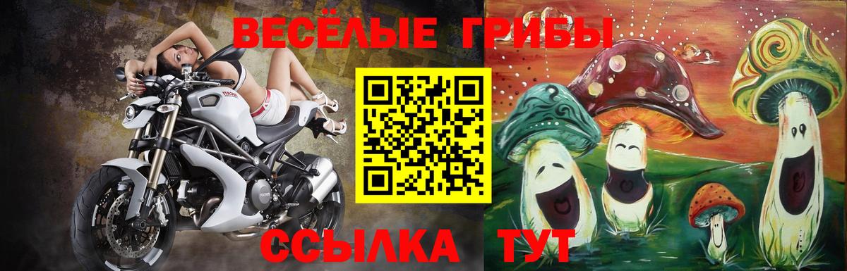 Псилоцибиновые грибы Psilocybine cubensis Тихвин